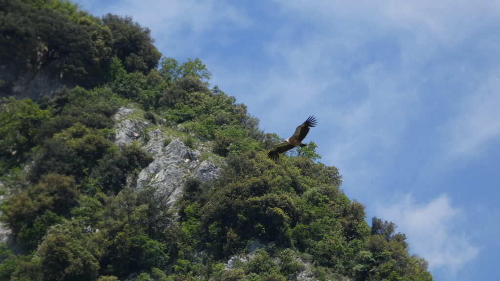 Fauna selvatica, Legambiente: Italia acceleri il passo nella tutela delle specie (foto grifone - credit Irene I. Forcellini Legambiente)