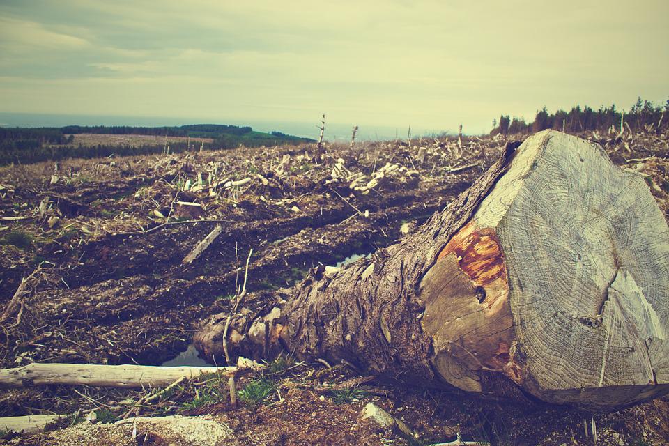 Parlamento UE: approvata una nuova legge per combattere la deforestazione globale