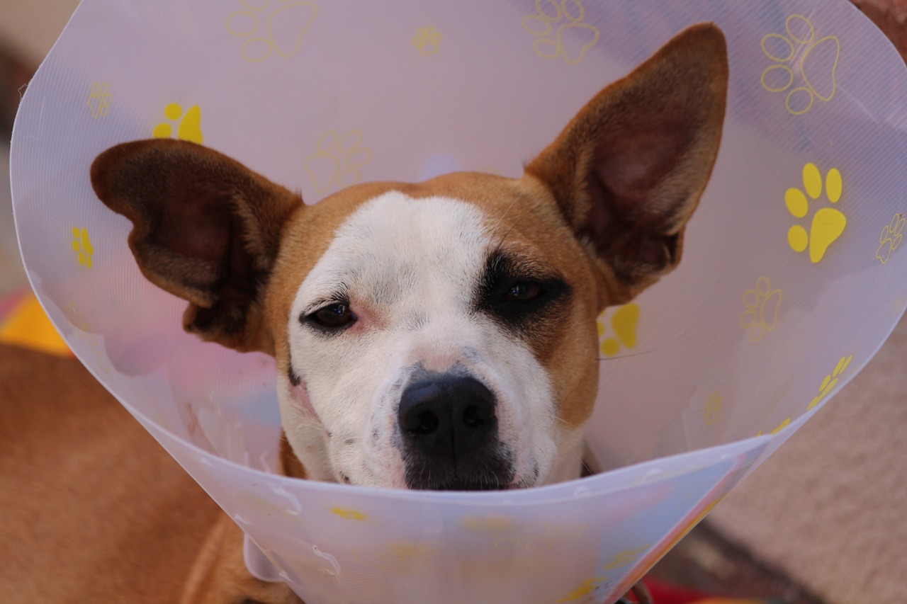 Spese veterinarie, Altroconsumo: per una prima visita si arriva a spendere anche 85 euro