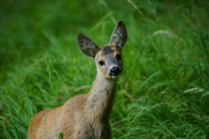 Biodiversità a rischio, Alpi e Mediterraneo osservati speciali del nuovo report di Legambiente