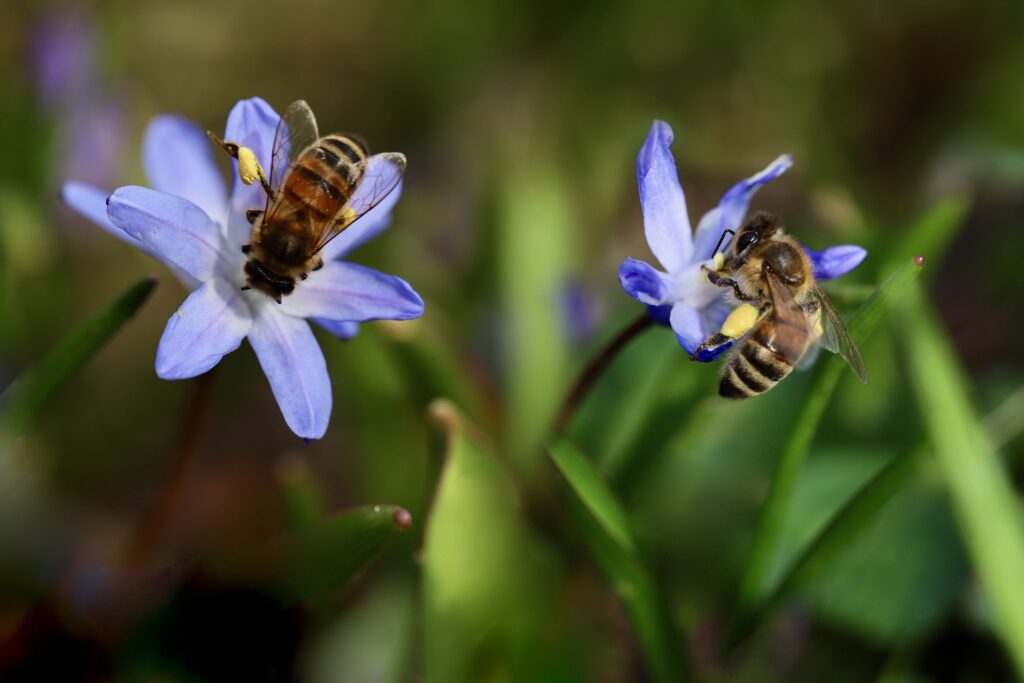 Giornata mondiale delle api, la rete nazionale api urbane organizza manifestazioni in tutta Italia