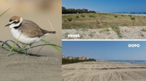 petizione NO AI GRANDI EVENTI SU SPIAGGE E SITI NATURALI