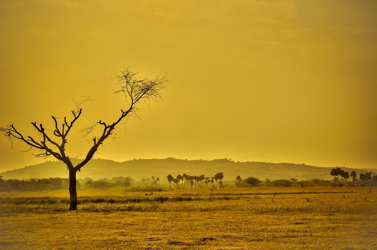 https://pixabay.com/it/photos/asciutto-arido-giallo-natura-856544/