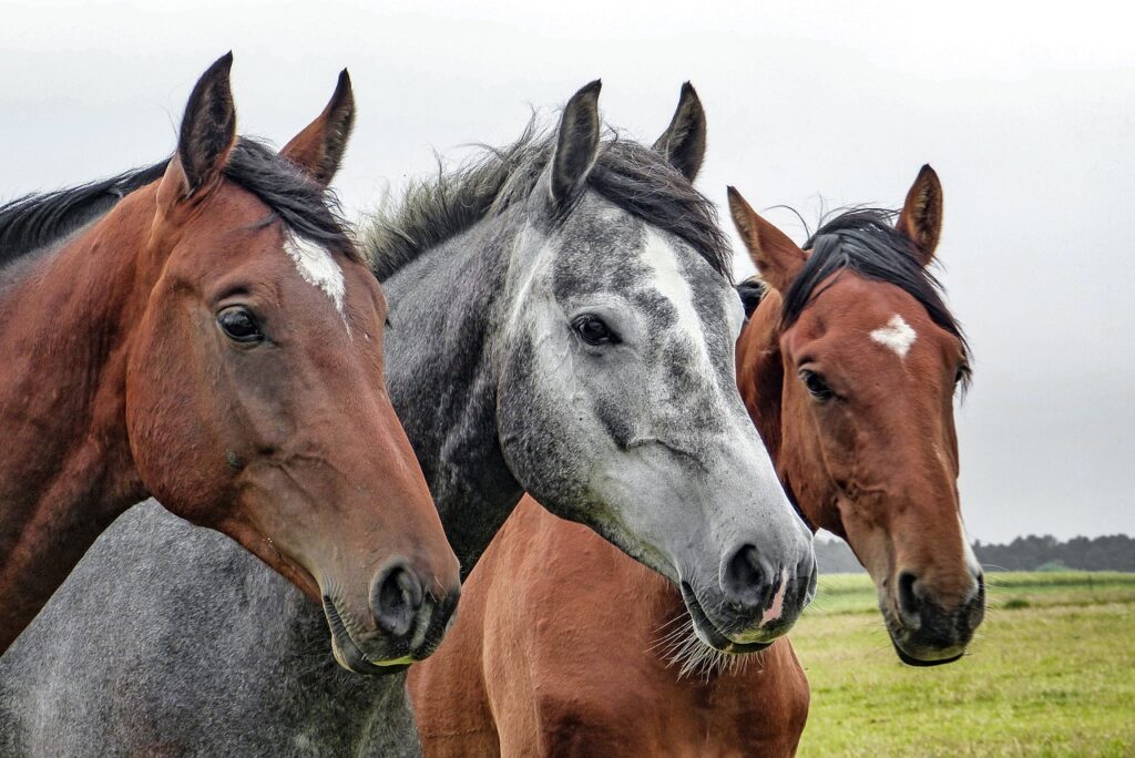 Animal Equality: stop macellazione dei cavalli. Italia prima per consumo di carne in Europa