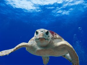 Giornata Mondiale degli Oceani, il mare è sotto assedio