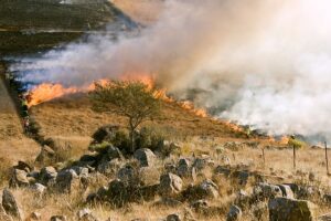 Emergenza incendi in Italia, Legambiente: da inizio anno in fumo 51.386 ettari
