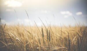 In calo l'Indice FAO dei prezzi delle materie prime alimentari