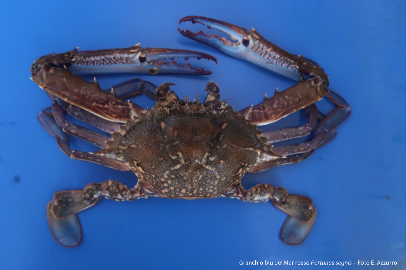 Foto: Granchio blu del Mar Rosso Portunus segnis - di Ernesto Azzurro, Cnr-Irbim)