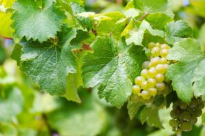 Vendemmia