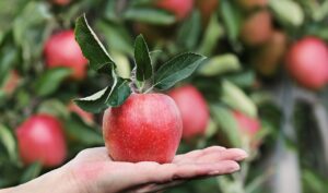 Il 23 settembre torna la Festa del Bio, per celebrare la Giornata Europea del Biologico