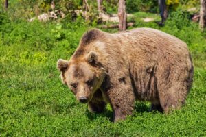 L'orsa Amarena uccisa in Abruzzo, animalisti pronti a dare battaglia in tribunale