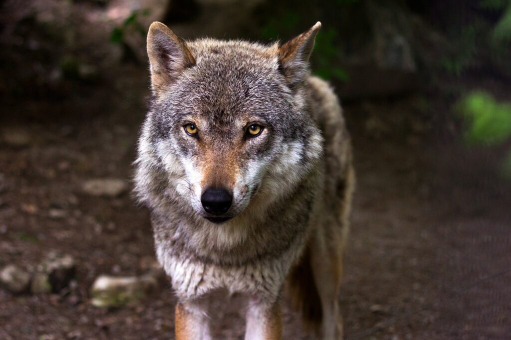 Lupi, Commissione UE valuta se modificare lo status di "specie protetta"