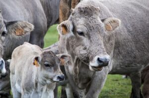 benessere degli animali