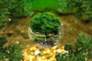 Gestione sostenibile delle foreste, Legambiente: Italia in ritardo