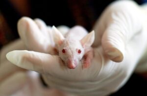 Sicurezza alimentare, Efsa: nasce TKPlate, la piattaforma per ridurre i test sugli animali