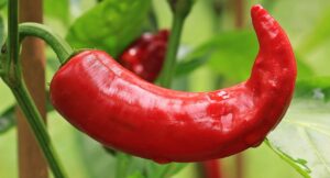 Hot Chip Challenge, Unc: Antitrust avvia procedimento su patatina super piccante (foto Pixabay)