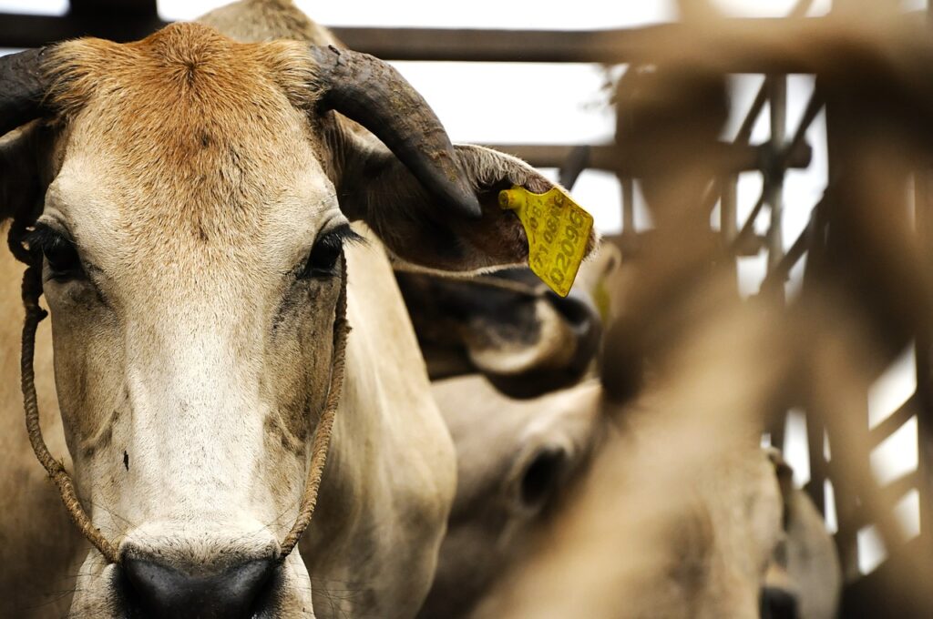 Trasporto animali vivi, Commissione Ue propone nuove norme. Animalisti: non basta