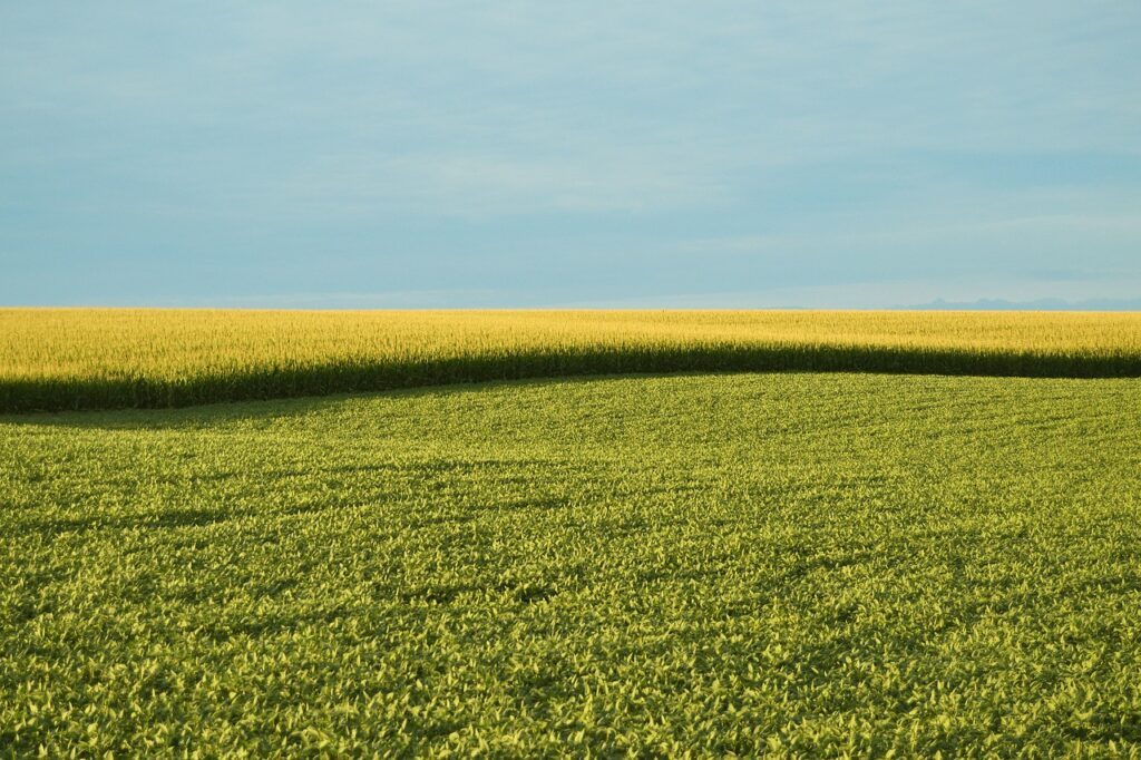 Nuovi Ogm, Coalizione Italia Libera da OGM: stallo nell'Ue, ora si fermi la deregulation