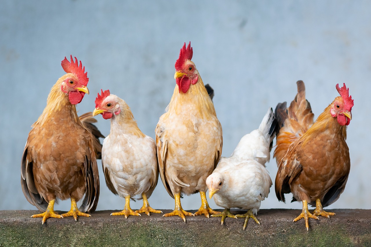 https://pixabay.com/it/photos/pollo-gallo-gallina-pulcini-pasqua-4849979/