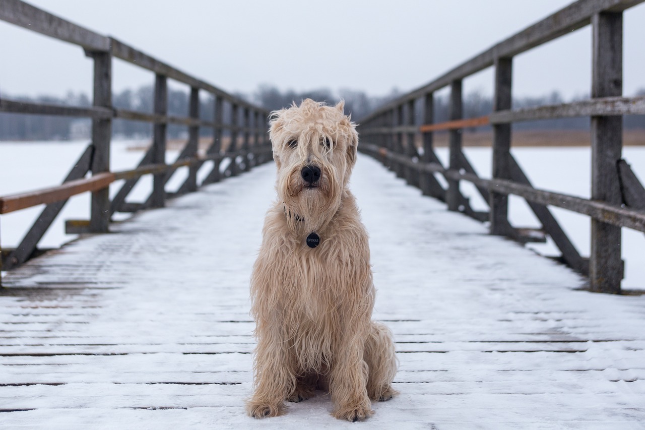 https://pixabay.com/it/photos/cane-animale-canino-ponte-peloso-3334395/