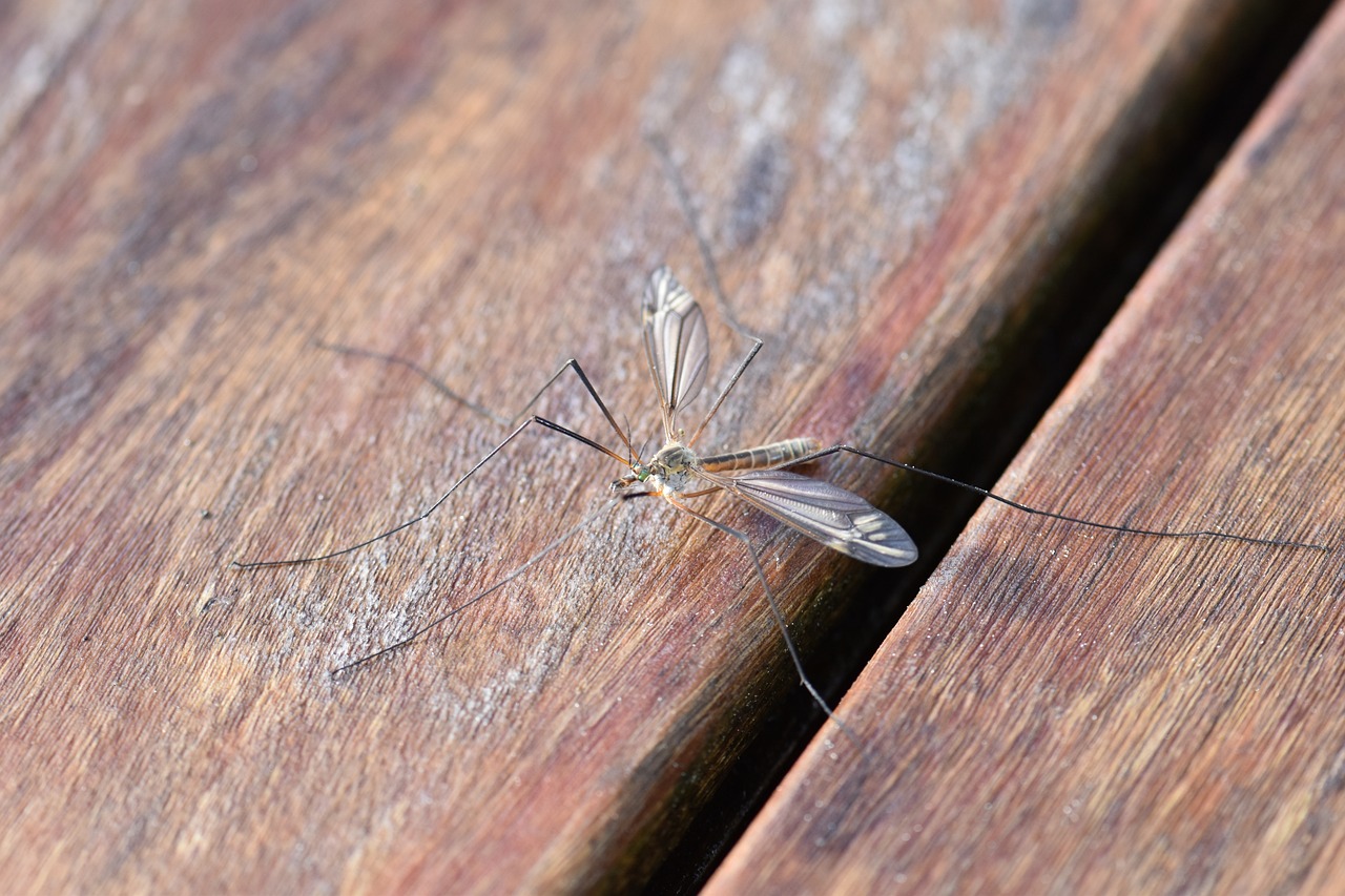 https://pixabay.com/it/photos/zanzara-insetto-natura-puntura-2246135/