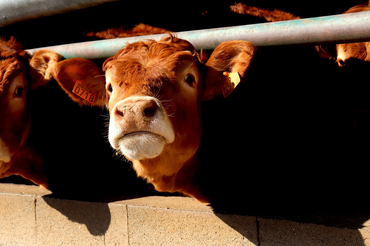 https://pixabay.com/it/photos/animali-mucca-animali-da-fattoria-7039472/