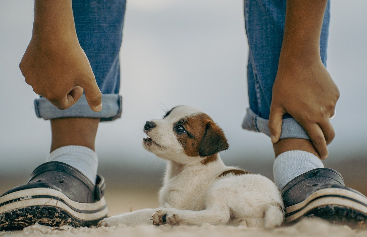 https://pixabay.com/it/photos/jack-russell-cucciolo-mammifero-8379770/