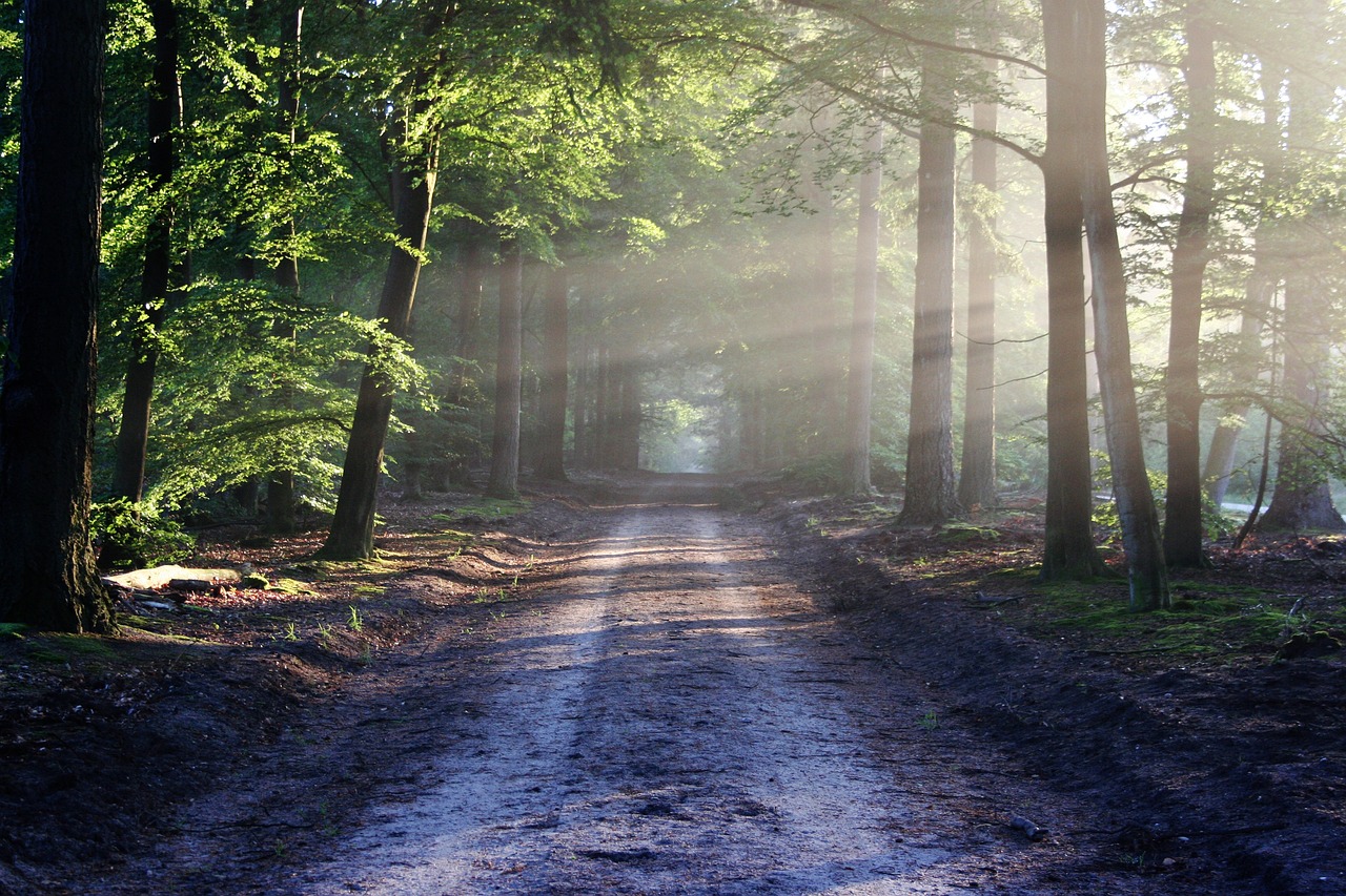 https://pixabay.com/it/photos/viale-alberi-il-percorso-815297/