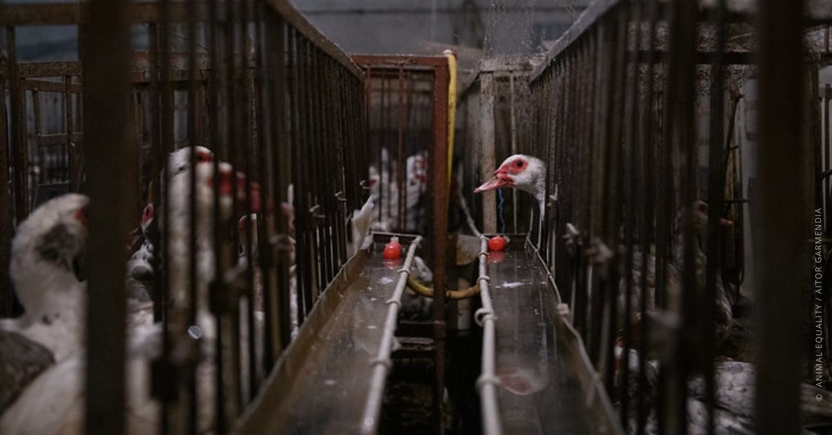 Animal Equality ItaliaSegui Foie gras_Aitor Garmendia