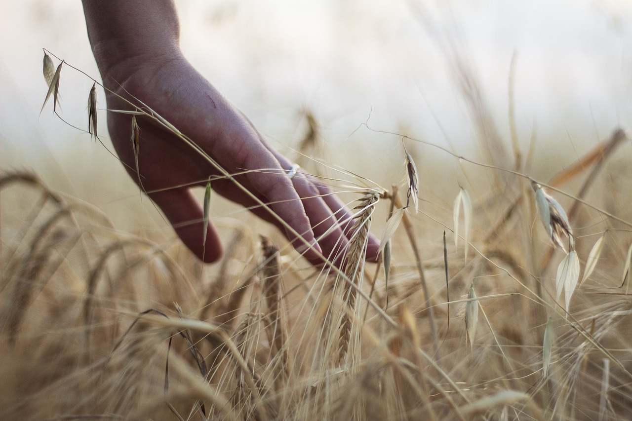 https://pixabay.com/it/photos/mano-grano-rurale-cereali-raccolto-7330658/