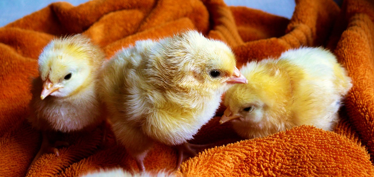 https://pixabay.com/it/photos/pulcini-giovane-uccelli-animali-573377/