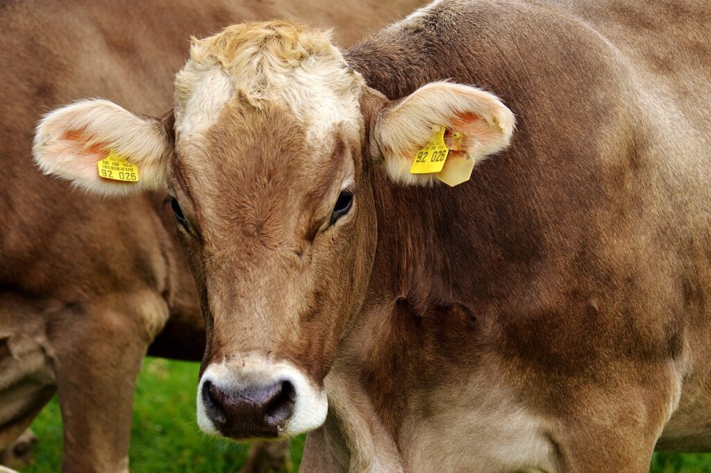 Benessere degli animali nel titolo del nuovo Commissario alla Salute Ue, animalisti: storico passo avanti