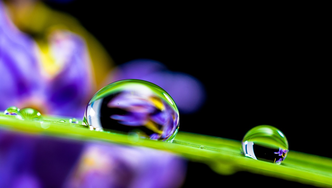 https://pixabay.com/it/photos/goccia-dacqua-gocciolare-foglia-351778/