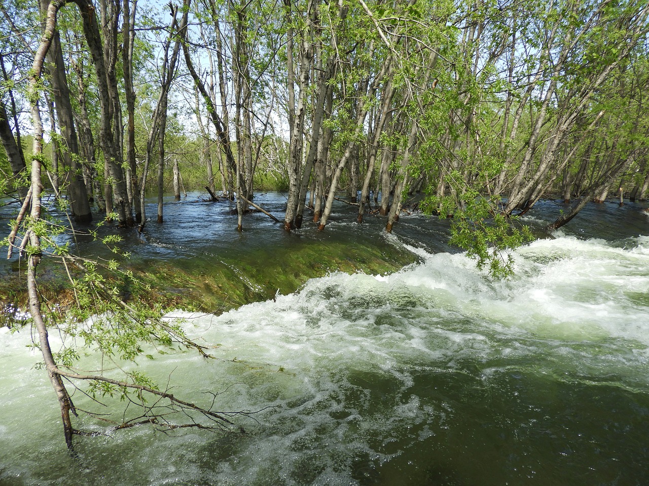 https://pixabay.com/it/photos/alluvione-stream-foresta-torrente-5433794/