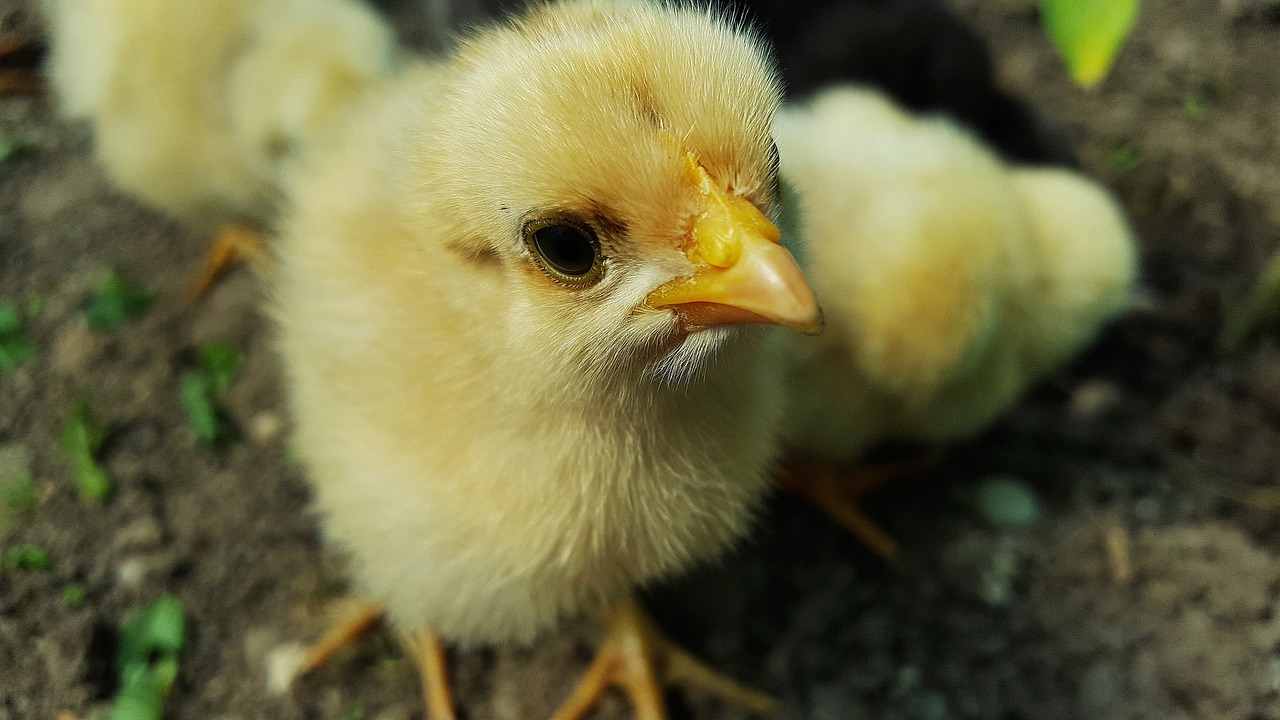 https://pixabay.com/it/photos/pollo-pulcino-giallo-di-pollo-2205233/