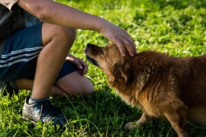 Torna la Giornata degli Animali Enpa: al via la campagna per l'affido temporaneo