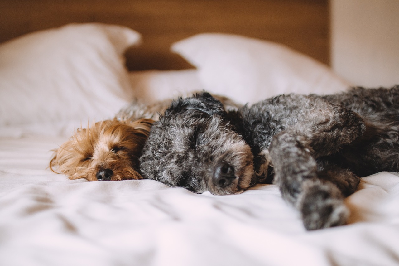 https://pixabay.com/it/photos/cani-animali-domestici-canino-1284238/