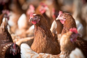 Cage-free, mancano all’appello grandi marchi come Amadori, Granarolo e La Piadineria