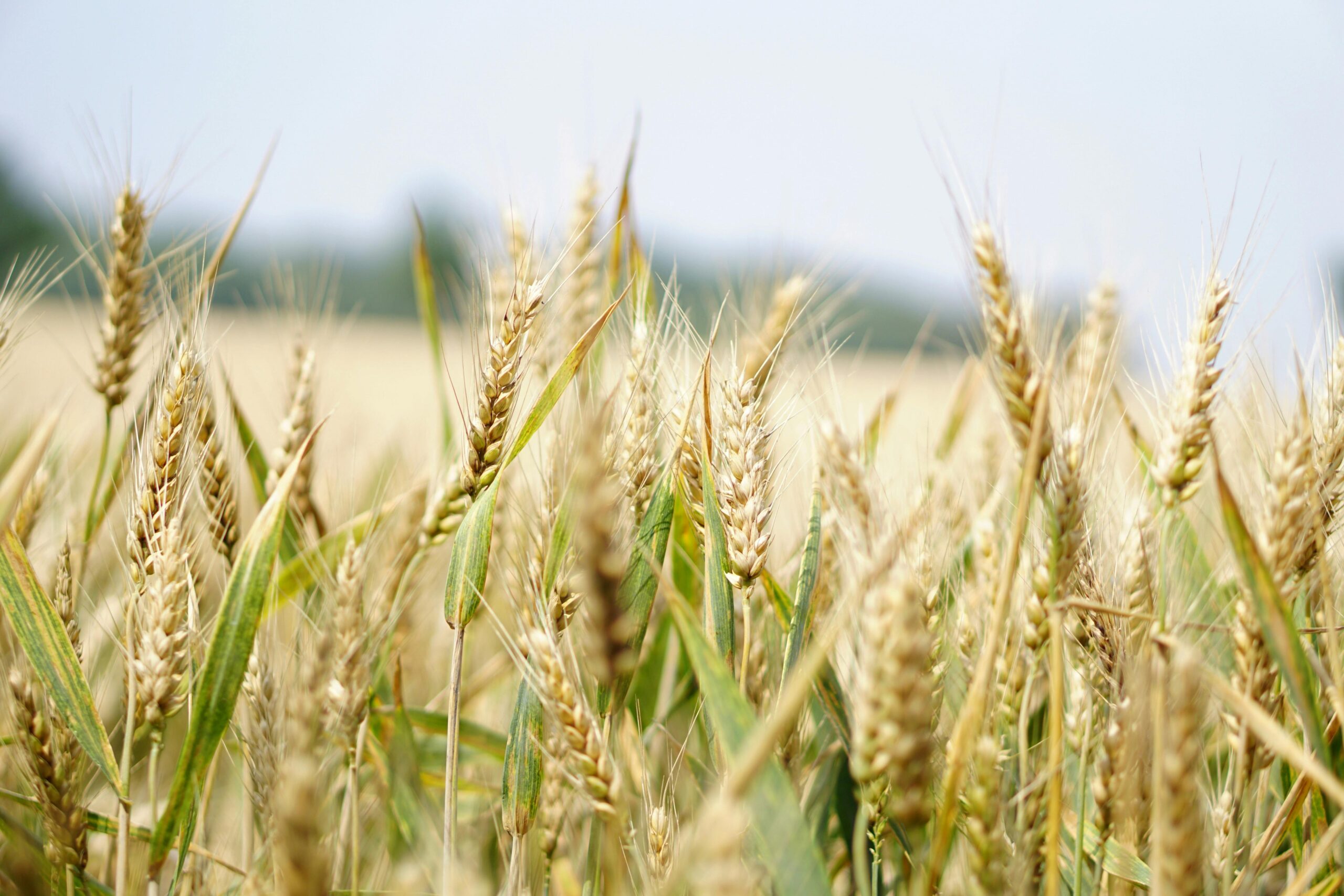 https://www.pexels.com/it-it/foto/fotografia-di-messa-a-fuoco-selettiva-del-campo-di-grano-265216/