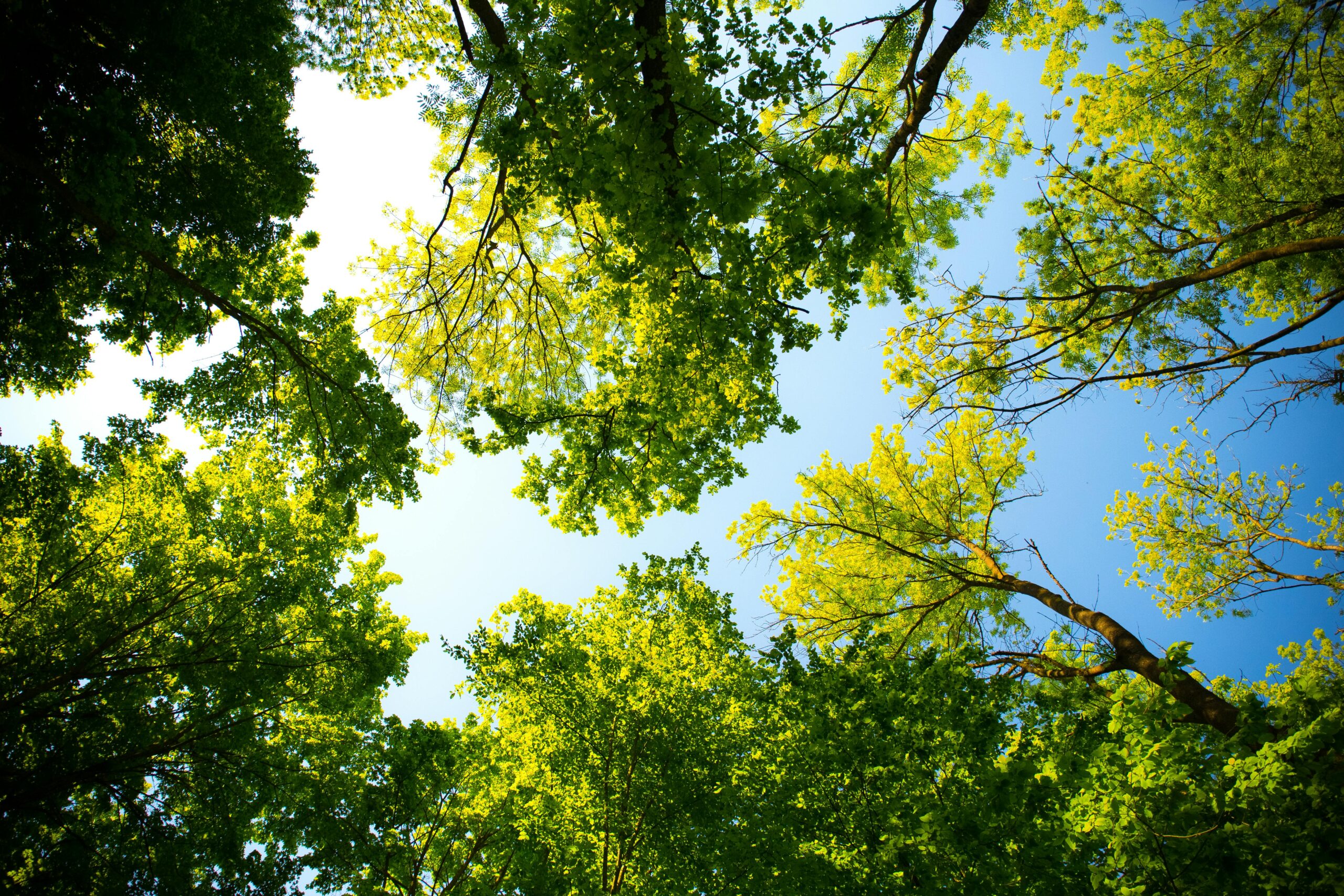 https://www.pexels.com/it-it/foto/alberi-alti-589802/