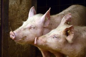 Benessere animale, Animal Equality: violazioni in un macello di maiali nella provincia di Cremona
