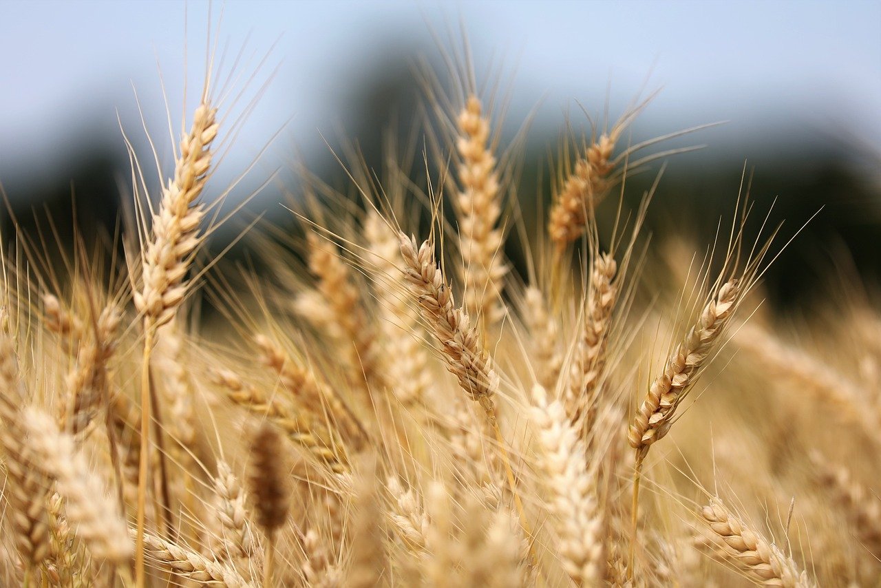 grano