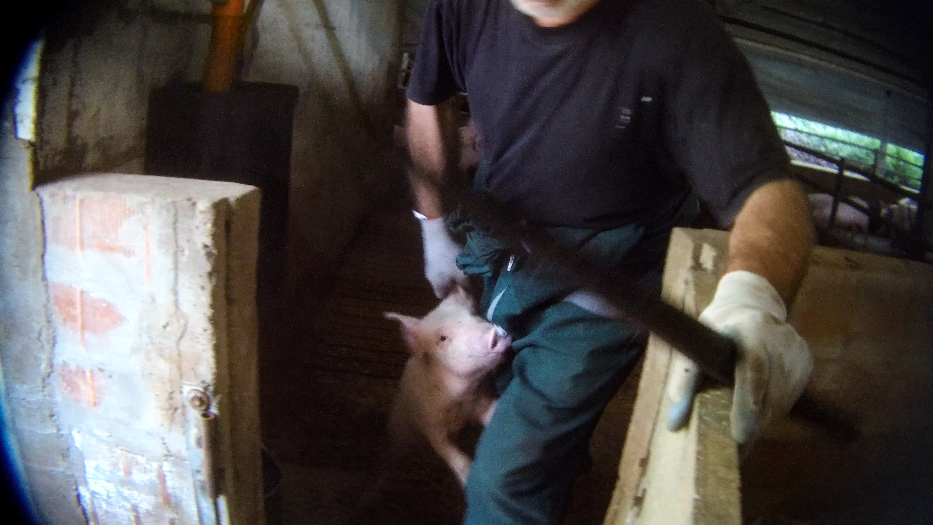 Allevamento maiali fornitore di Lidl Italia © Essere Animali