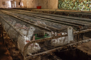 Stop animali in gabbia, gli animalisti chiedono un’etichetta “cage-free”