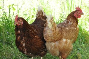 Cage-free, Animal Equality: Cascina Italia pubblica il suo impegno contro le gabbie
