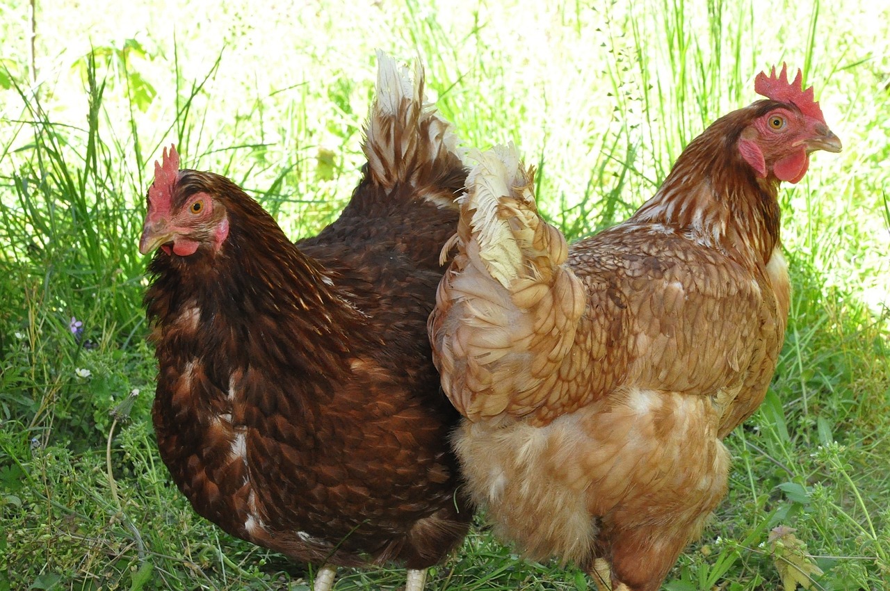 Cage-free, Animal Equality: Cascina Italia pubblica il suo impegno contro le gabbie