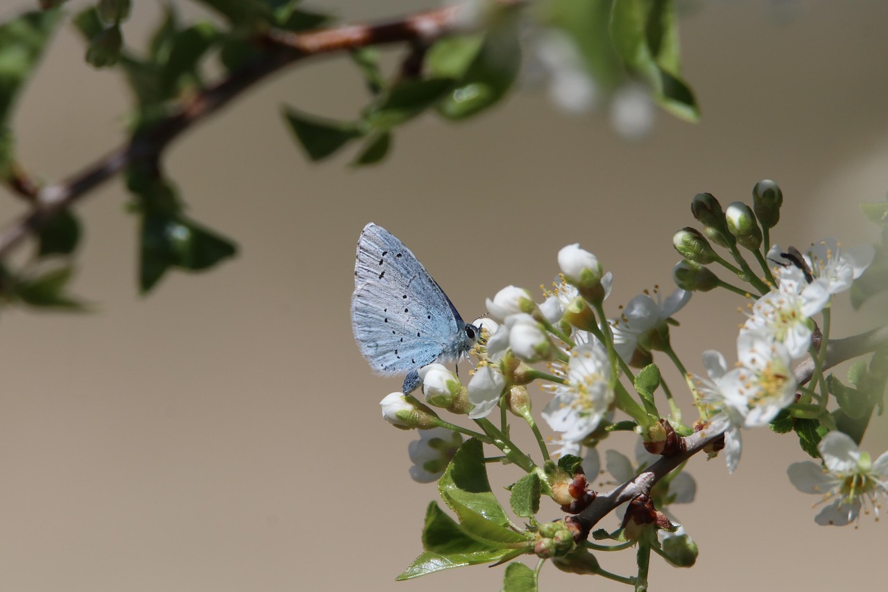 https://pixabay.com/it/photos/la-farfalla-fiori-di-olivello-spinoso-7118219/