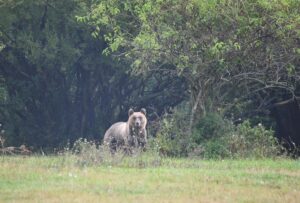 Natura e biodiversità, Legambiente: in Italia 58 gli ecosistemi italiani a rischio (foto credit Angelina Iannarelli)