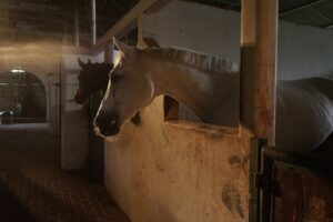 Macellazione dei cavalli, Efsa: pratiche in contrasto con il benessere animale