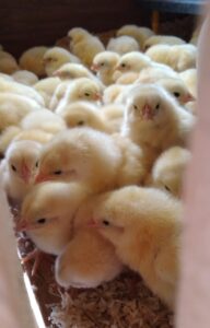 Stop strage dei pulcini maschi, nuova protesta di Animal Equality per chiedere l’attuazione della legge
